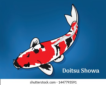 Vector image of Fancy carp or "koi" varieties are distinguished by coloration, patterning. This's Varieties are called "Doitsu Showa" Type without scales. Illustration for children's learning