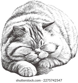 Vector image of fat sleeping cat.