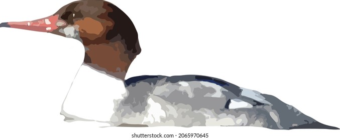 Vector Image of a Female Common Merganser Duck Waterfowl Bird 