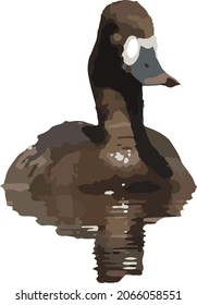 Vector Image of a Female Lesser Scaup Duck Waterflow Bird Isolated with Reflection 