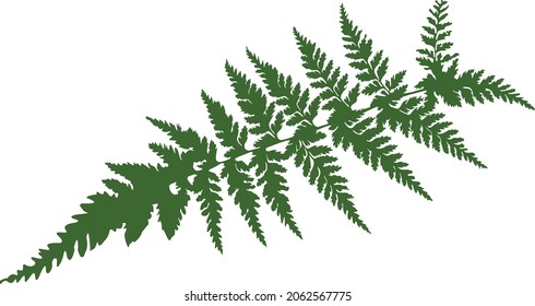 Vector image of a fern - can be used as an illustration for a scientific report.