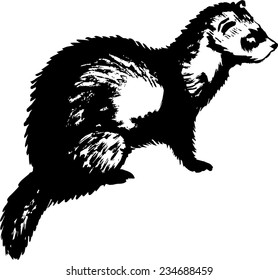 Vector image of  ferret