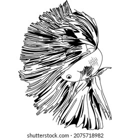 vector image of a fighting fish