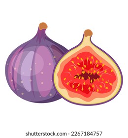 Vector image of figs. The concept of a healthy diet and lifestyle. A ripe and delicious product. A bright element for your design