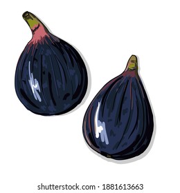 Vector image of figs. A quick food sketch of the fig tree harvest. Colored drawing of sweet healthy fruits