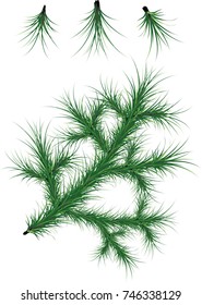 Vector image of a fir branch on white background