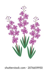 Vektorbild von Feuerwedel-Ivan-Tee. nützliche Kräuter. leckeres Getränk. schöne Blumen