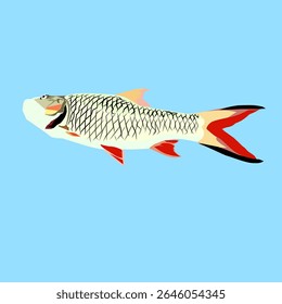 Vector image of fish hampala macrolepidata for book cover, t-shirt logo etc