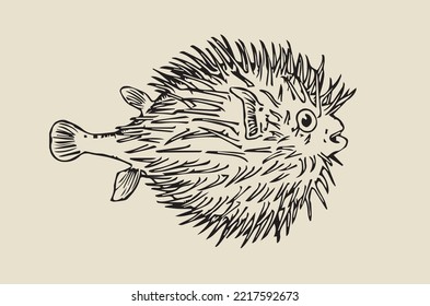 Vector image - floating sea urchin
