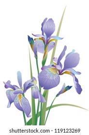 The vector Image of a flower