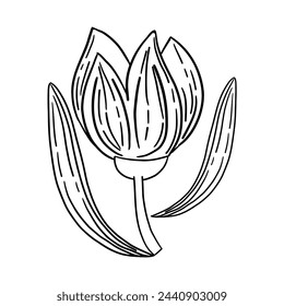 Vector image of flower in linear style. Vector hand draw illustration isolated on transparent background 