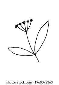 vector image of a flower on a white background. Herbs and Plants. Doodles. Decoration for cards and invitations