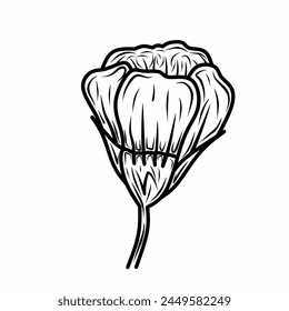 Vector image of flower petals, hand drawn with outlines