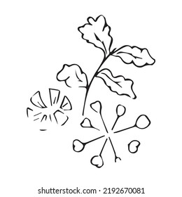 vector image of a flower that can be used for other design purposes in black and white