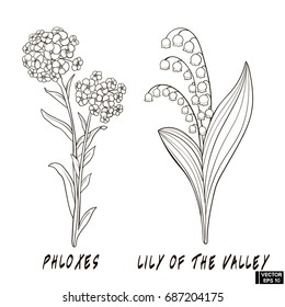 Vector image. Flowers draw hand with ink. A sketch of a lily of the valley and a phlox. Flowers set