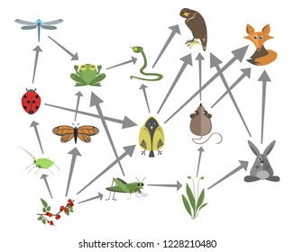 Vector Image Of Food Web Or Consumer-resource System Including Plants And Animals