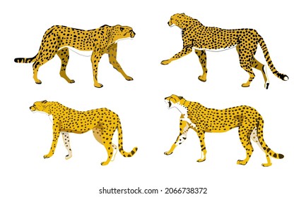 Vektorbild von vier Käsearten (Acinonyx jubatus) 