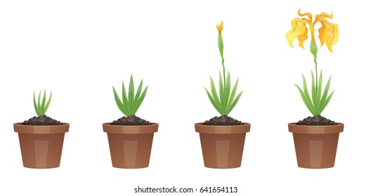 Vector image of four stages of growth of a beautiful yellow flower (iris) in a brown pot on a white background. Plant growing stages. Flower life cycle. Timeline infographic. Vector illustration. 
