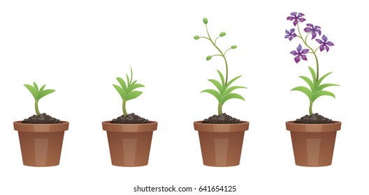 Vector image of four stages of growth of a beautiful purple flower (scilla) in a brown pot on a white background. Plant growing stages. Flower life cycle. Timeline infographic. Vector illustration.