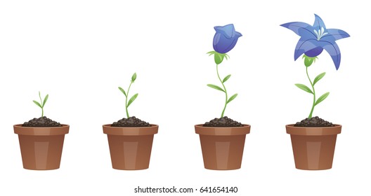 花 成長 の画像 写真素材 ベクター画像 Shutterstock