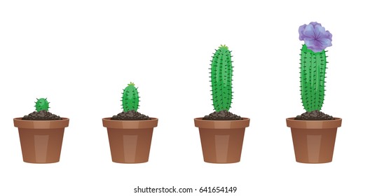 Vector image of four stages of growth of a beautiful green cactus with purple flowers in a brown pot on a white background. Plant growing stages. Flower life cycle. Timeline infographic. 