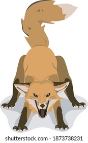 Vector image of a Fox. Illustration of an aggressive Fox with a grin. A wild animal showing its teeth