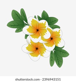 imagen vectorial de las flores frangipani