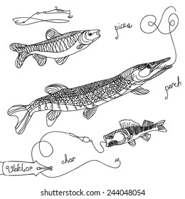 Vector image of freshwater fish. Background and illustration for the article, directory, or print.