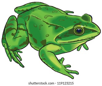 The vector Image of a frog