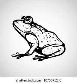 Vector image of frog on white background, Vector illustration.