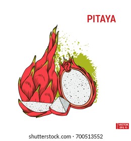 Vector image. A fruit color sketch of pitaya. A set of hand drawing with a picture of dragon fruit and its slice