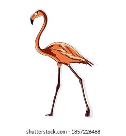 Vector image of a full-length pink flamingo. Animalistic digital sketch. Animal drawn by hand on a white background