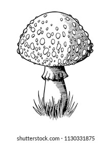 Vector image of a fungus. A hand-drawn fly agaric. A sketch of a fly agaric.