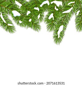 Imagen vectorial de las ramas verdes del árbol de piel con la nieve aislada en el fondo blanco.