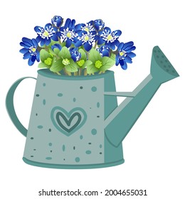 vector image of a garden watering can with a bouquet of liverworm flowers on a white background