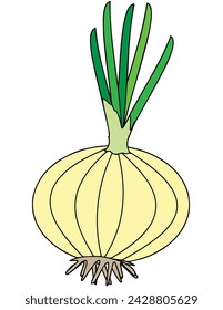 vector image of garlic, good for health, especially for people with high blood pressure.