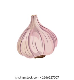 
Vector image of garlic on a white background. Vegetables.