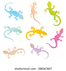 Vector image of an gecko on white background