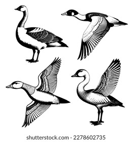 Vector image of geese. Vintage illustration of a goose. Vector illustration of 4 geese. Monochrome, highlighted on a white background.