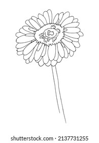 1,589 Gerber daisy drawings Images, Stock Photos & Vectors | Shutterstock