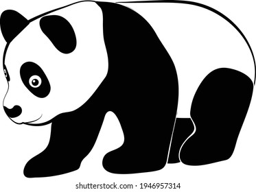 A vector image of a giant panda walking leisurely. 
