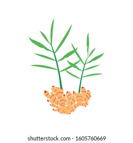 vector image of ginger plant, illustration of ginger plant