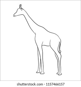 
Vector image giraffe