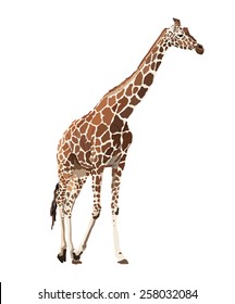 Vector image of giraffe