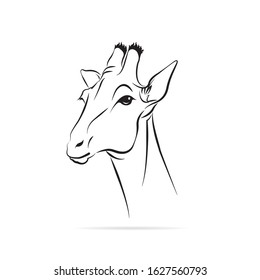 Vector image the giraffe head on the white background, Giraffe Logo, Giraffe Head Tattoo, Vector giraffe head for your design.