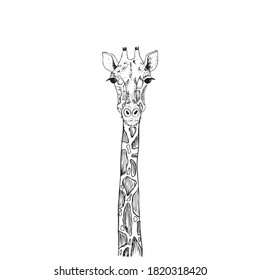 Vector image the giraffe head on the white background, Giraffe Logo, Giraffe Head Tattoo, Vector giraffe head for your design.