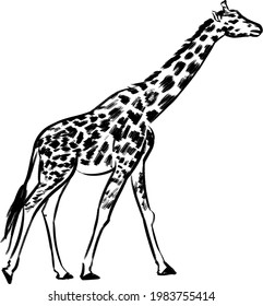 Vector image the giraffe on the white background, Giraffe Logo, Giraffe Tattoo, Vector giraffe for your design.