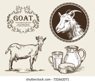 Vector image of a goat, a jug of goat milk and goat cheese. A set of agricultural illustrations in the style of engraving.