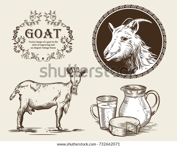Vector image of a goat, a jug of goat milk and\
goat cheese. A set of agricultural illustrations in the style of\
engraving.
