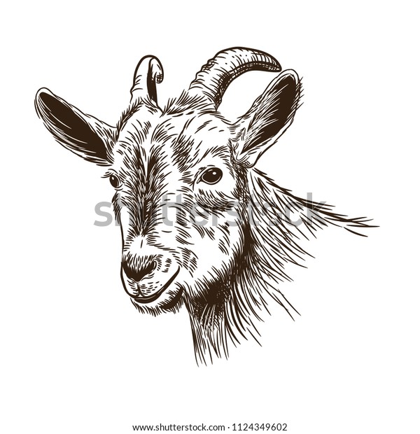 Vector Image Goats Head Style Engraving Stock Vector (Royalty Free
